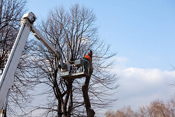 Best Tree Mulching  in USA